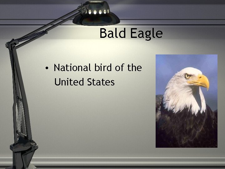 Bald Eagle • National bird of the United States 