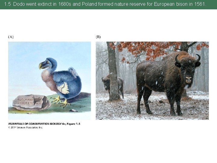 1. 5 Dodo went extinct in 1680 s and Poland formed nature reserve for