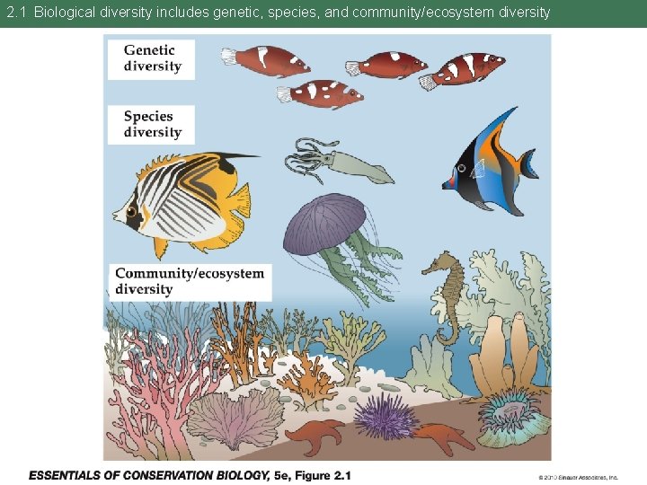 2. 1 Biological diversity includes genetic, species, and community/ecosystem diversity 