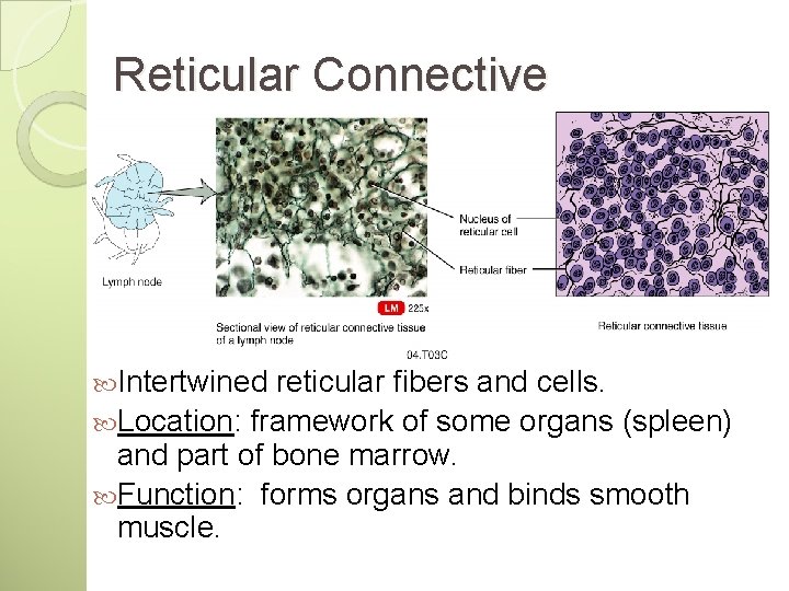 Reticular Connective Intertwined reticular fibers and cells. Location: framework of some organs (spleen) and Reticular Connective Intertwined reticular fibers and cells. Location: framework of some organs (spleen) and