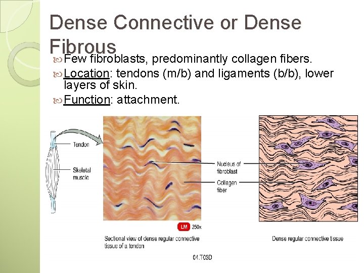 Dense Connective or Dense Fibrous Few fibroblasts, predominantly collagen fibers. Location: tendons (m/b) and