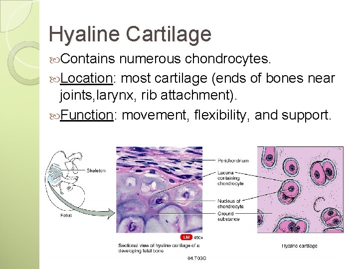 Hyaline Cartilage Contains numerous chondrocytes. Location: most cartilage (ends of bones near joints, larynx,