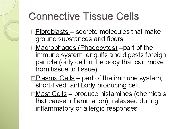 Connective Tissue Cells �Fibroblasts – secrete molecules that make ground substances and fibers. �Macrophages
