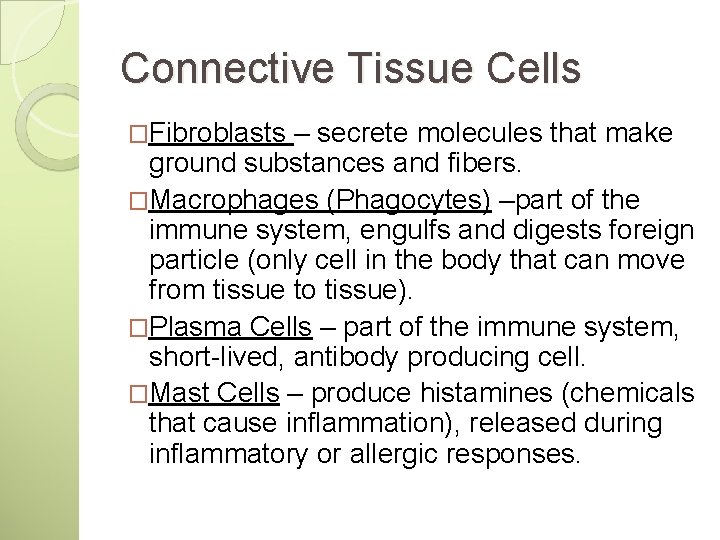 Connective Tissue Cells �Fibroblasts – secrete molecules that make ground substances and fibers. �Macrophages Connective Tissue Cells �Fibroblasts – secrete molecules that make ground substances and fibers. �Macrophages