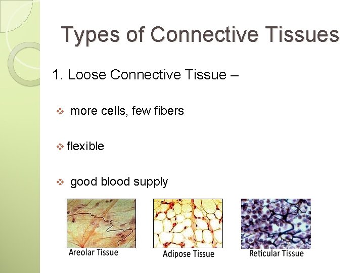 Types of Connective Tissues 1. Loose Connective Tissue – v more cells, few fibers