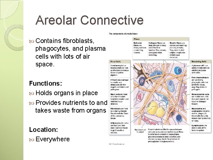 Areolar Connective Contains fibroblasts, phagocytes, and plasma cells with lots of air space. Functions: Areolar Connective Contains fibroblasts, phagocytes, and plasma cells with lots of air space. Functions: