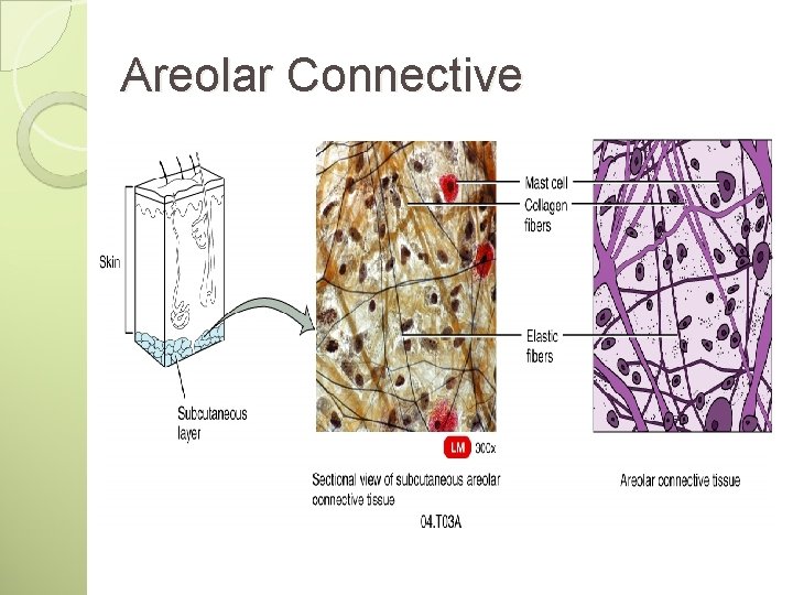 Areolar Connective 