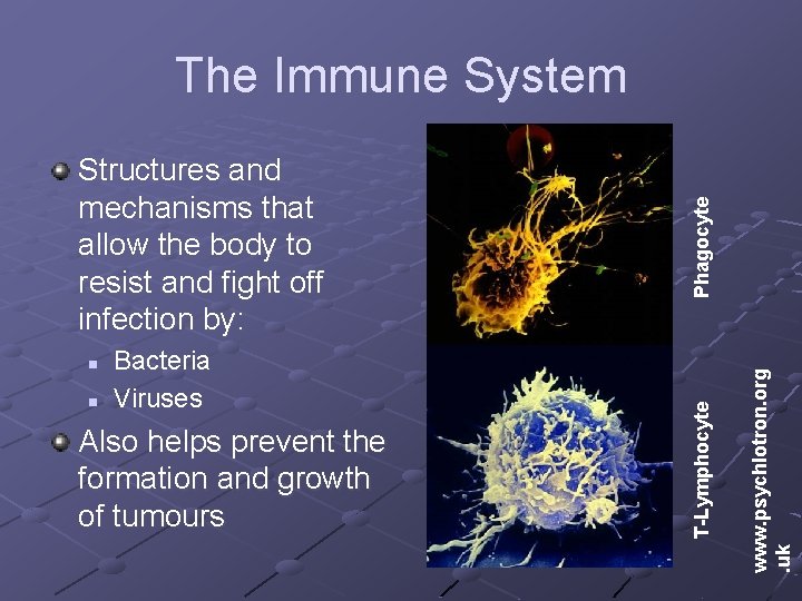 n Bacteria Viruses Also helps prevent the formation and growth of tumours www. psychlotron.