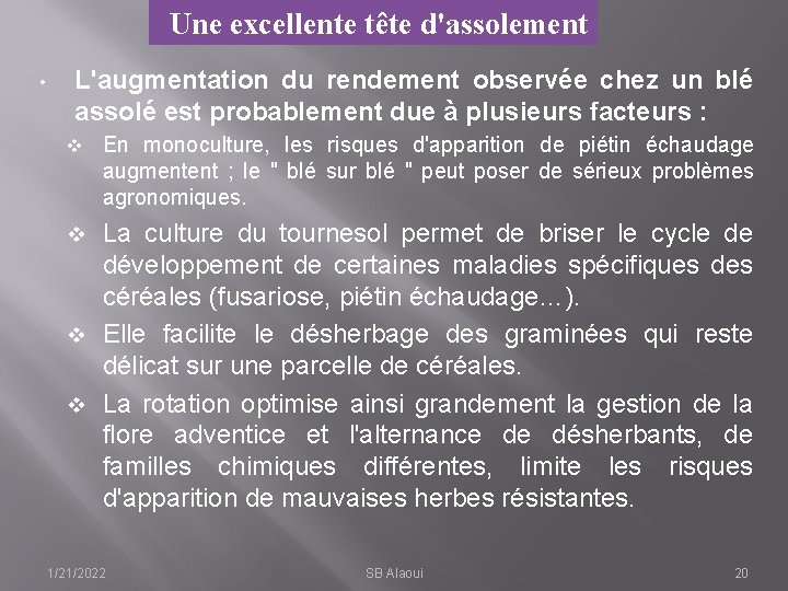 Une excellente tête d'assolement • L'augmentation du rendement observée chez un blé assolé est