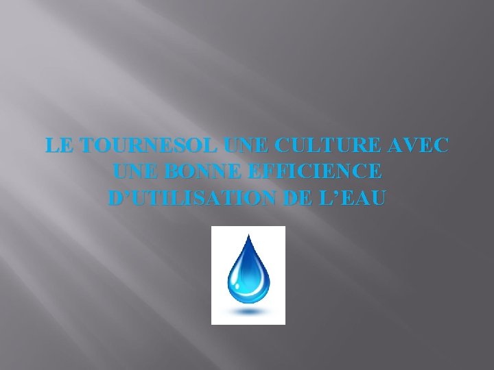 LE TOURNESOL UNE CULTURE AVEC UNE BONNE EFFICIENCE D’UTILISATION DE L’EAU 