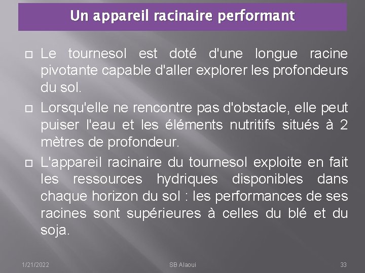 Un appareil racinaire performant Le tournesol est doté d'une longue racine pivotante capable d'aller
