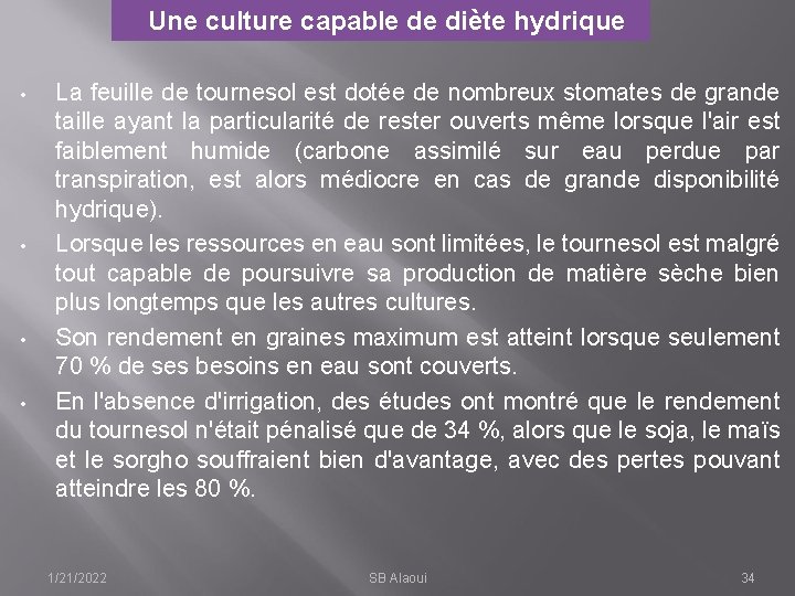 Une culture capable de diète hydrique • • La feuille de tournesol est dotée