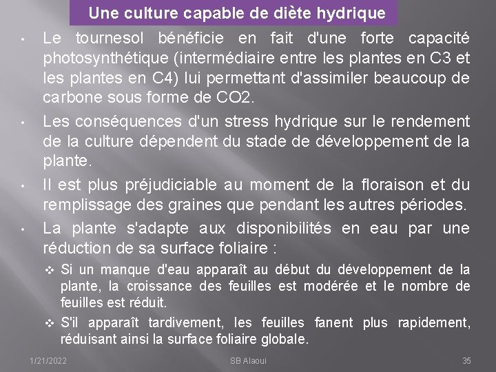 Une culture capable de diète hydrique • • Le tournesol bénéficie en fait d'une