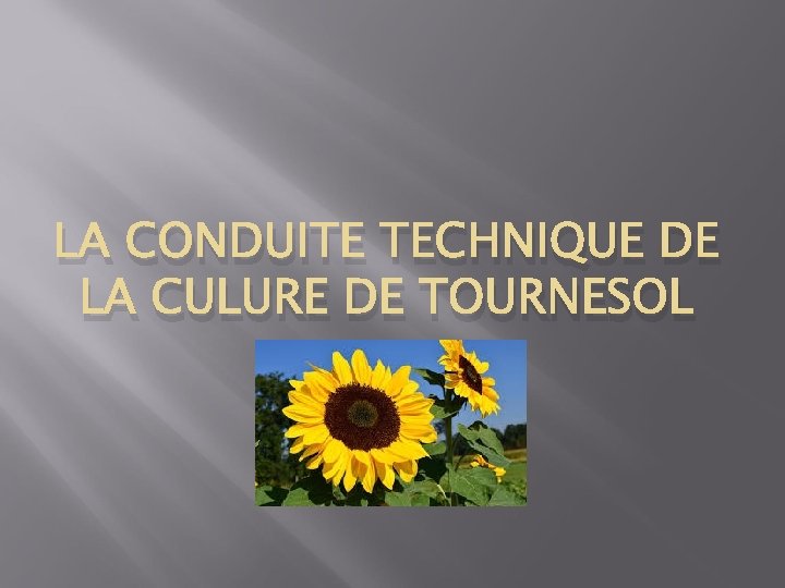 LA CONDUITE TECHNIQUE DE LA CULURE DE TOURNESOL 