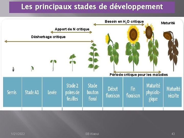 Les principaux stades de développement Besoin en H 2 O critique Maturité Apport de
