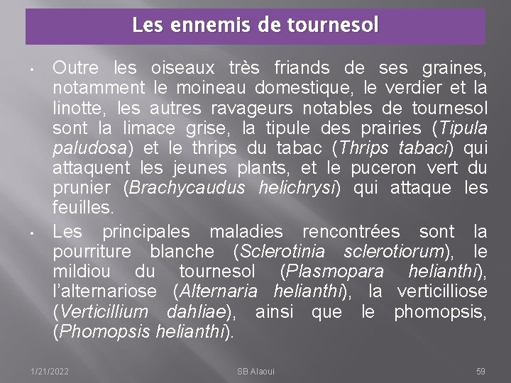 Les ennemis de tournesol • • Outre les oiseaux très friands de ses graines,