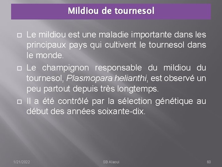 Mildiou de tournesol Le mildiou est une maladie importante dans les principaux pays qui