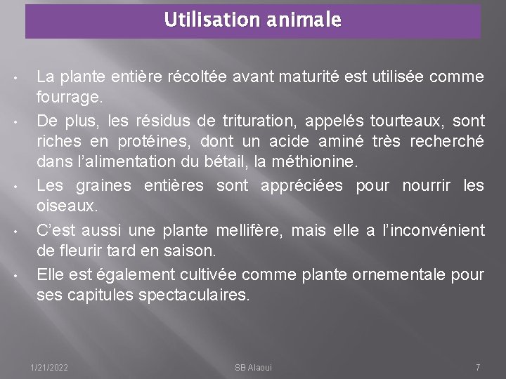 Utilisation animale • • • La plante entière récoltée avant maturité est utilisée comme