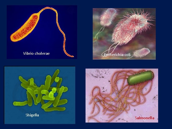 Vibrio cholerae Shigella Escherichia coli Salmonella 