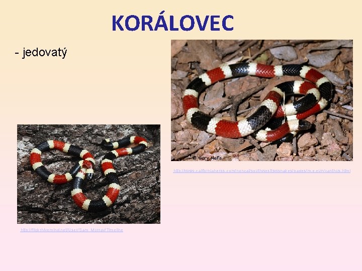 KORÁLOVEC - jedovatý http: //www. californiaherps. com/noncal/southwest/swsnakes/pages/m. e. euryxanthus. html http: //flickrhivemind. net/User/Sam_Murray/Timeline 