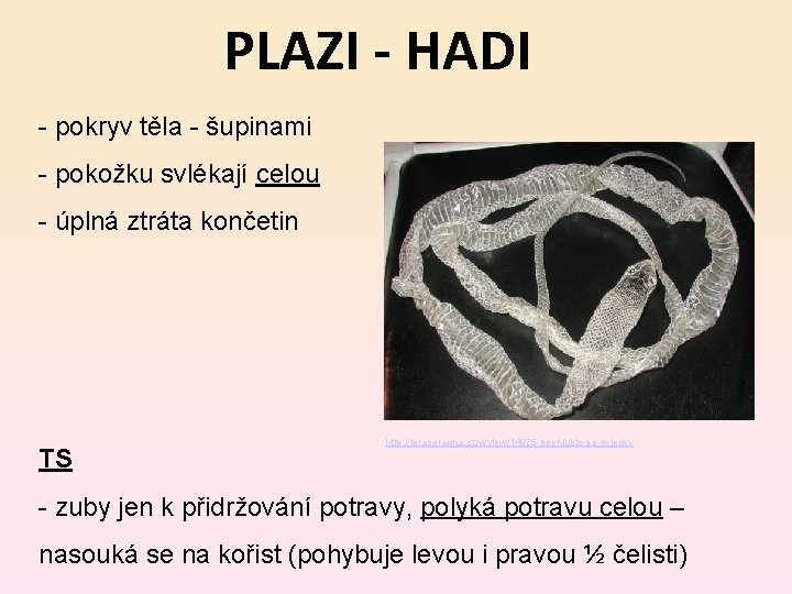 PLAZI - HADI - pokryv těla - šupinami - pokožku svlékají celou - úplná