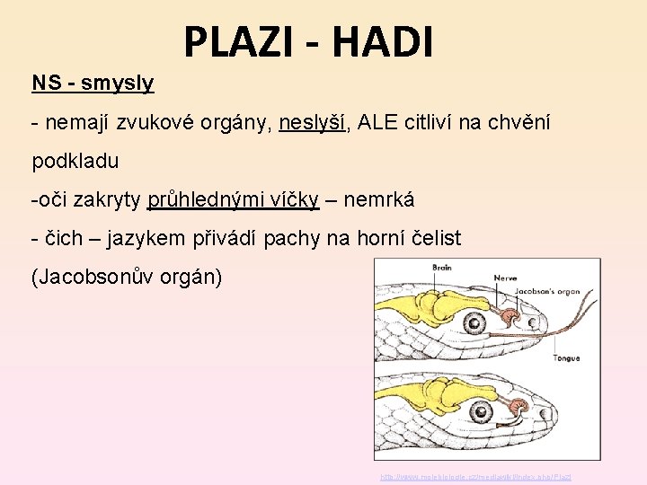 PLAZI - HADI NS - smysly - nemají zvukové orgány, neslyší, ALE citliví na