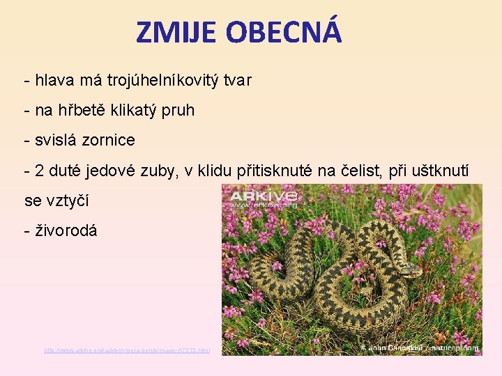 ZMIJE OBECNÁ - hlava má trojúhelníkovitý tvar - na hřbetě klikatý pruh - svislá