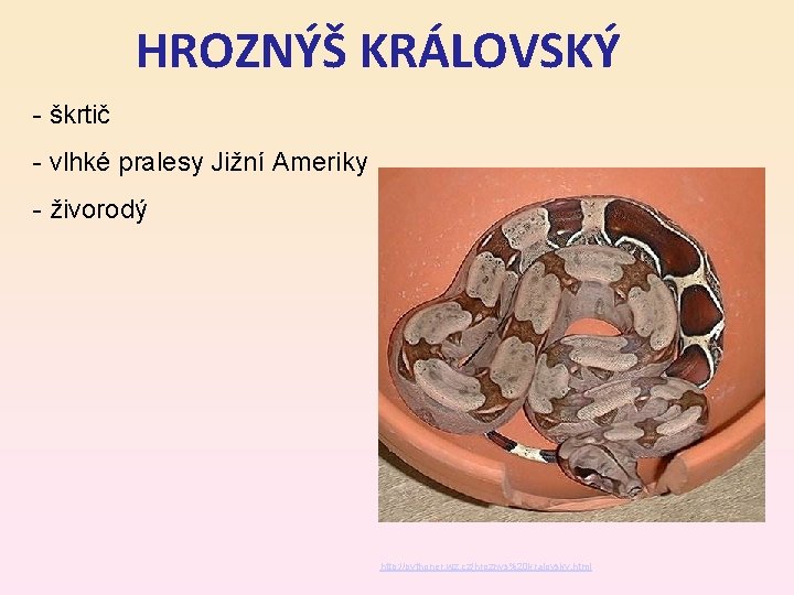 HROZNÝŠ KRÁLOVSKÝ - škrtič - vlhké pralesy Jižní Ameriky - živorodý http: //pythoner. wz.