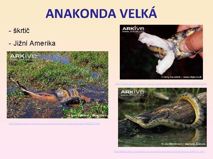 ANAKONDA VELKÁ - škrtič - Jižní Amerika http: //www. arkive. org/green-anaconda/eunectes-murinus/image-G 59705. html http:
