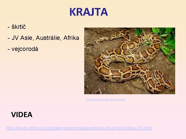 KRAJTA - škrtič - JV Asie, Austrálie, Afrika - vejcorodá http: //www. hadi. wbs.