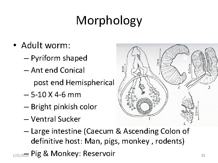 Morphology • Adult worm: – Pyriform shaped – Ant end Conical post end Hemispherical