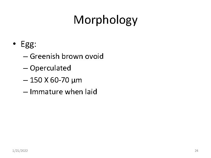 Morphology • Egg: – Greenish brown ovoid – Operculated – 150 X 60 -70