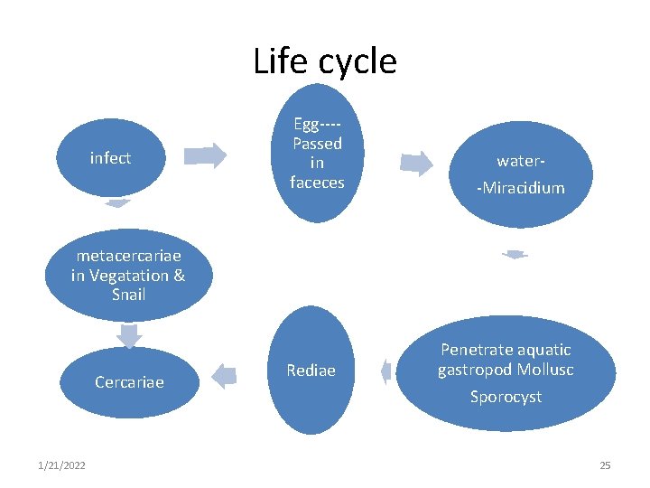 Life cycle infect Egg---Passed in faceces water-Miracidium metacercariae in Vegatation & Snail Cercariae 1/21/2022