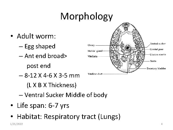 Morphology • Adult worm: – Egg shaped – Ant end broad> post end –