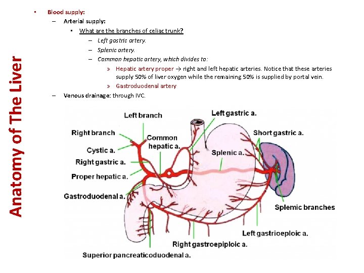 Anatomy of The Liver • Blood supply: – Arterial supply: • What are the