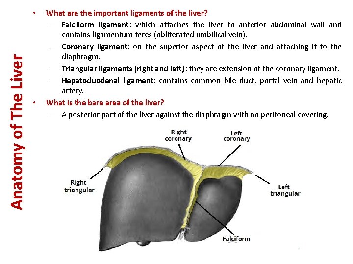 Anatomy of The Liver • • What are the important ligaments of the liver?