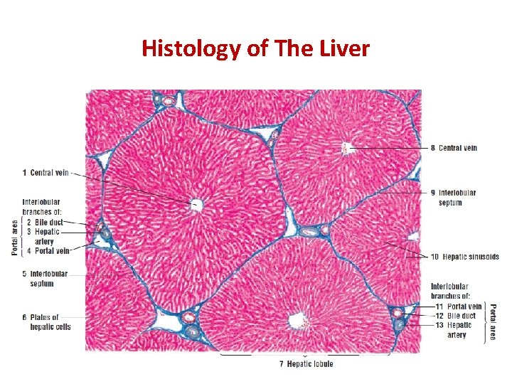 Histology of The Liver 