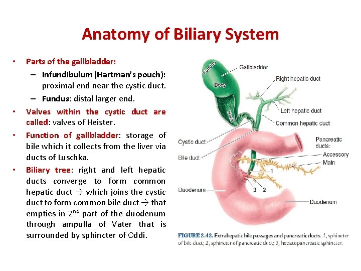 Anatomy of Biliary System • • Parts of the gallbladder: – Infundibulum (Hartman’s pouch):