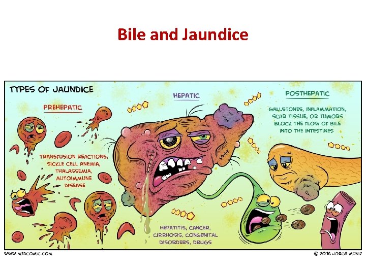 Bile and Jaundice 