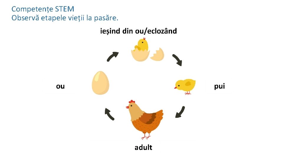 Competențe STEM Observă etapele vieții la pasăre. 