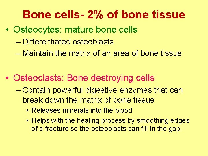 Bone cells- 2% of bone tissue • Osteocytes: mature bone cells – Differentiated osteoblasts