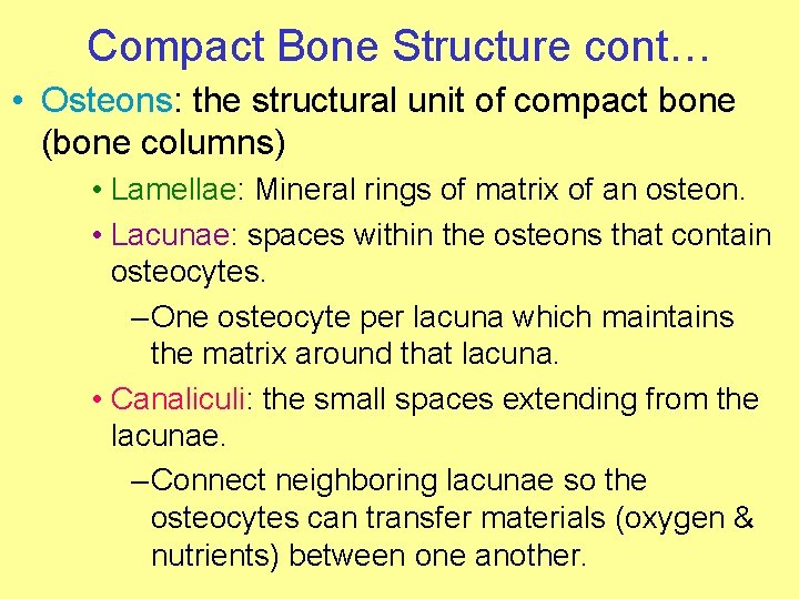 Compact Bone Structure cont… • Osteons: the structural unit of compact bone (bone columns)