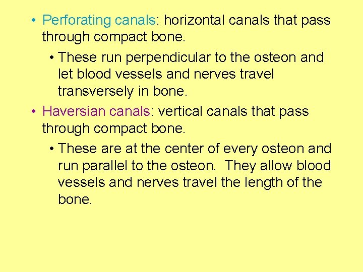  • Perforating canals: horizontal canals that pass through compact bone. • These run