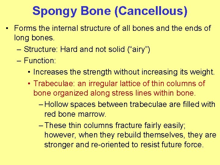 Spongy Bone (Cancellous) • Forms the internal structure of all bones and the ends