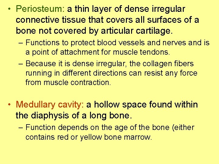  • Periosteum: a thin layer of dense irregular connective tissue that covers all