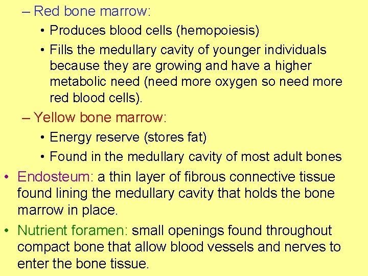 – Red bone marrow: • Produces blood cells (hemopoiesis) • Fills the medullary cavity