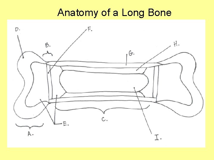 Anatomy of a Long Bone 