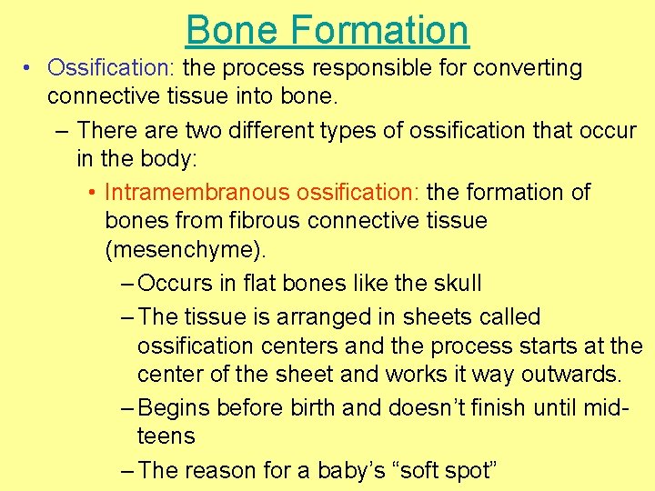 Bone Formation • Ossification: the process responsible for converting connective tissue into bone. –