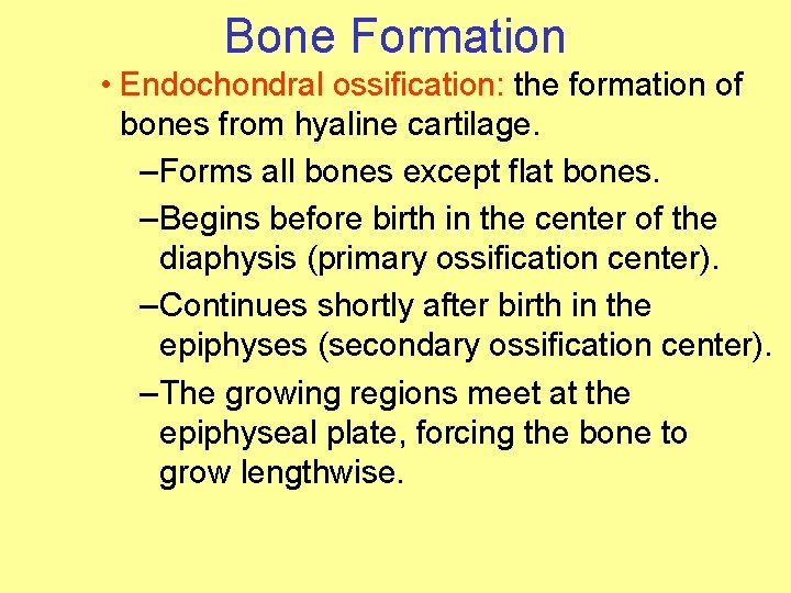 Bone Formation • Endochondral ossification: the formation of bones from hyaline cartilage. – Forms