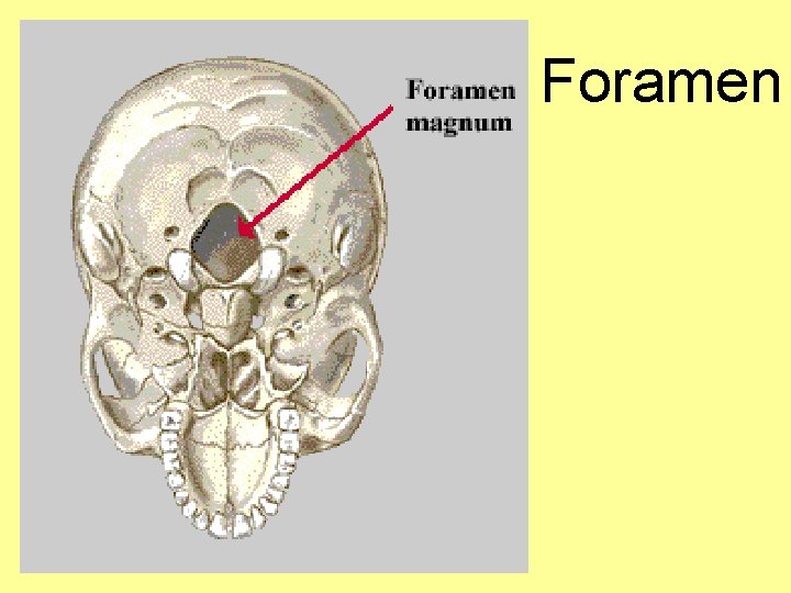 Foramen 